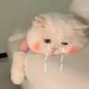 Meow 21