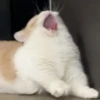 Meow 22