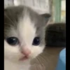 Kucing berbagai Rasa 25