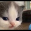Kucing berbagai Rasa 26