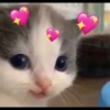 Kucing berbagai Rasa 27