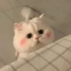 Meow 23