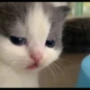 Kucing berbagai Rasa 28
