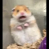 AniMaLs 28