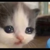 Kucing berbagai Rasa 29