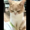 kucing gemoy 26
