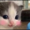 Kucing berbagai Rasa 30