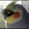 AniMaLs 30