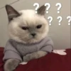 Meow 24