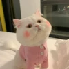 Meow 25