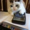 kucing gemoy 29