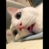 mpus nya 5