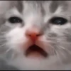 kittenmi 5