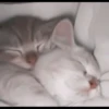 kittenmi 6