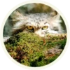 МанYлы 7