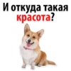 И откуда такая
красота?