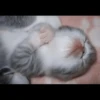kittenmi 7