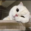 mpus nya 10