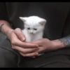 kittenmi 8