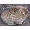 Gatinhos da Mand 6
