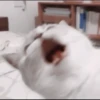 kittenmi 9