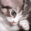 kittenmi 10