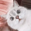 kittenmi 11