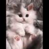 kittenmi 12