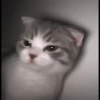 kittenmi 13