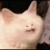 Gatinhos da Mand 7