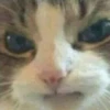Gatinhos da Mand 8