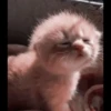 kittenmi 14