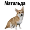 Матильда