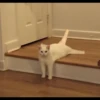 mpus nya 12