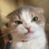 Gatinhos da Mand 10
