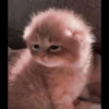 kittenmi 15