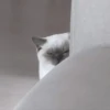 kittenmi 16