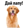 Дай лапу!