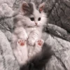 kittenmi 17