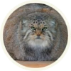 МанYлы 17