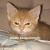 Gatinhos da Mand 12