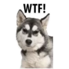 WTF!