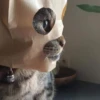 Gatinhos da Mand 14
