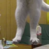 Gatinhos da Mand 15
