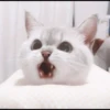 kittenmi 18