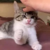 Gatinhos da Mand 16