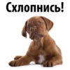 Схлопнись!