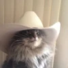 Gatinhos da Mand 18
