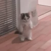 kittenmi 19