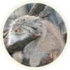 МанYлы 25